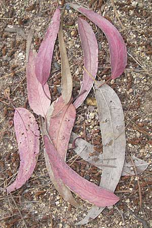 Eucalyptus globulus \ Blauer Eukalyptus, Korsika Porto 30.5.2010