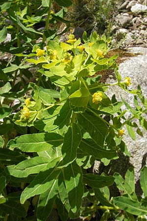 Euphorbia hyberna \ Irische Wolfsmilch, Korsika Calacuccia 27.5.2010