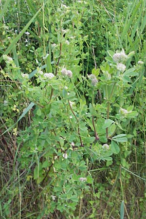 Lotus rectus \ Aufrechter Backenklee / Erect Canary Clover, Korsika/Corsica Etang de Biguglia 3.6.2010