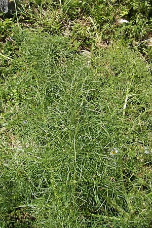 Ferula communis \ Riesen-Fenchel, Gemeines Rutenkraut, Korsika Asco 25.5.2010