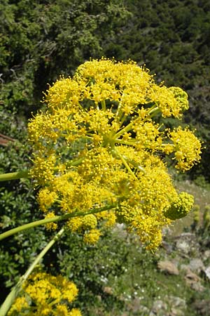 Ferula communis \ Riesen-Fenchel, Gemeines Rutenkraut, Korsika Asco 25.5.2010