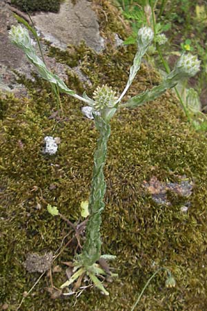 Filago germanica \ Deutsches Filzkraut / Common Cudweed, Korsika/Corsica Porto 28.5.2010