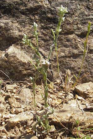 Filago lutescens \ Graugelbes Filzkraut / Red-Tipped Cudweed, Korsika/Corsica Scala di Santa Regina 27.5.2010