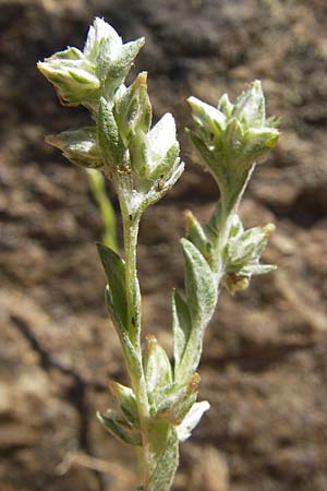 Filago lutescens \ Graugelbes Filzkraut / Red-Tipped Cudweed, Korsika/Corsica Scala di Santa Regina 27.5.2010