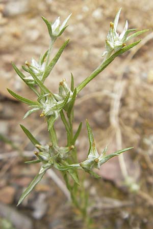 Filago gallica \ Franzsisches Filzkraut / Narrow-Leaved Cudweed, Korsika/Corsica Porto 28.5.2010