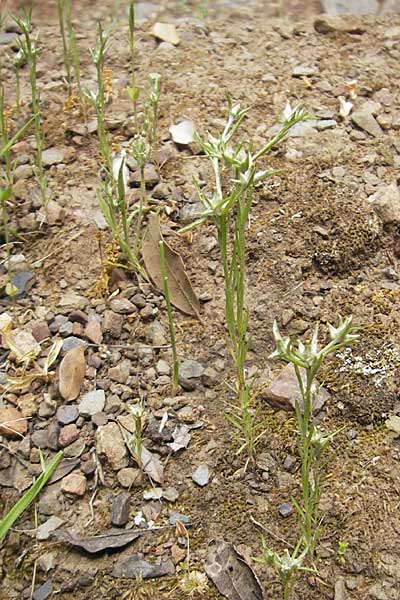 Filago gallica \ Franzsisches Filzkraut / Narrow-Leaved Cudweed, Korsika/Corsica Porto 28.5.2010