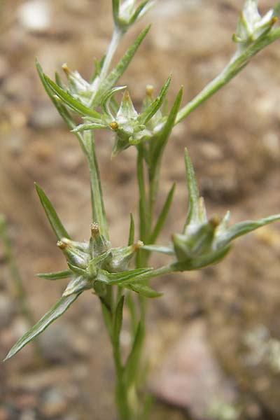 Filago gallica \ Franzsisches Filzkraut / Narrow-Leaved Cudweed, Korsika/Corsica Porto 28.5.2010