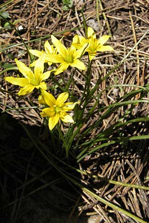 Gagea soleirolii \ Soleirols Gelbstern / Soleirol's Star of Bethlehem, Korsika/Corsica Monte Cinto 25.5.2010