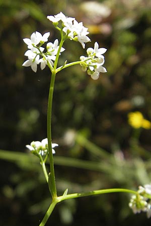 Galium palustre agg. / Common Marsh Bedstraw, Corsica Bonifacio 1.6.2010