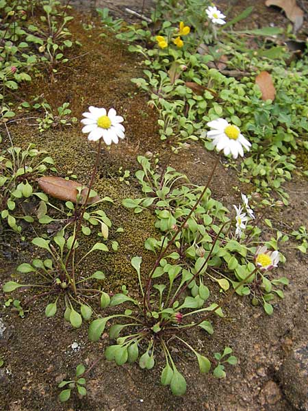Bellium bellidioides \ Echtes Zwerg-Gnseblmchen, Korsika Porto 28.5.2010