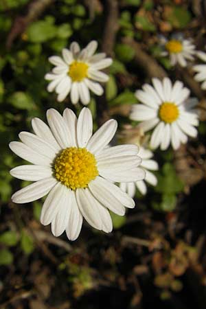 Bellium bellidioides \ Echtes Zwerg-Gnseblmchen, Korsika Porto 28.5.2010