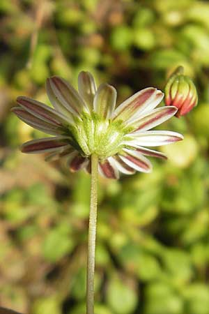 Bellium bellidioides \ Echtes Zwerg-Gnseblmchen / False Daisy, Korsika/Corsica Porto 28.5.2010