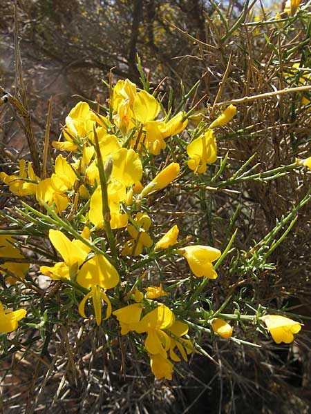 Genista corsica \ Korsischer Ginster / Corsican Broom, Korsika/Corsica Porto 29.5.2010