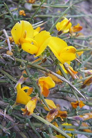 Genista salzmannii \ Salzmanns Ginster / Salzmann's Broom, Korsika/Corsica Scala di Santa Regina 27.5.2010