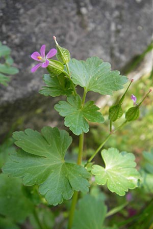 Geranium lucidum \ Glnzender Storchschnabel / Shining Crane's-Bill, Korsika/Corsica Restonica 26.5.2010