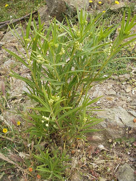 Gomphocarpus fruticosus \ Strauchige Seidenpflanze, Nagelfrucht / Narrow-Leaf Cotton Bush, Korsika/Corsica Porto 28.5.2010