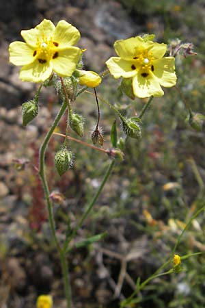 Tuberaria guttata \ Geflecktes Sandrschen / Spotted Rock-Rose, Korsika/Corsica Scala di Santa Regina 27.5.2010