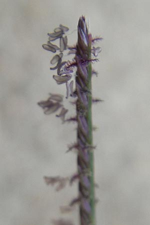 Cynodon dactylon \ Hundszahn-Gras / Bermuda Grass, Cocksfoot Grass, Korsika/Corsica Tizzano 31.5.2010