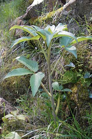 Helleborus argutifolius \ Korsische Nieswurz / Corsian Hellebore, Korsika/Corsica Calacuccia 27.5.2010