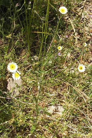 Tolpis barbata \ Christusauge / European Umbrella Milkwort, Korsika/Corsica Porto 29.5.2010