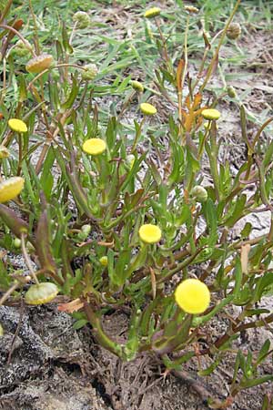 Cotula coronopifolia \ Krhenfublttrige Laugenblume, Korsika Tizzano 31.5.2010