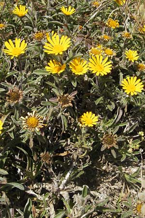 Asteriscus maritimus \ Ksten-Strandstern, Ausdauernder Strandstern / Beach Daisy, Korsika/Corsica Bonifacio 1.6.2010