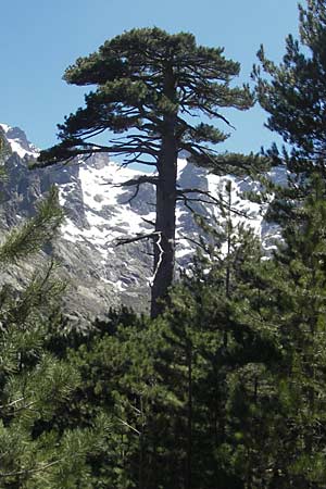 Pinus nigra subsp. laricio / Corsian Pine, Corsica Monte Cinto 25.5.2010