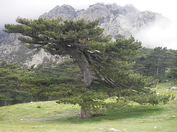 Pinus nigra subsp. laricio / Corsian Pine, Corsica Col de Bavella 2.6.2010