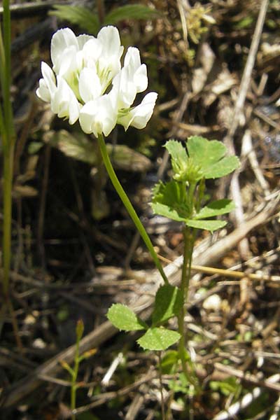 Trifolium nigrescens ? \ Schwarzwerdender Klee / Small White Clover, Ball Clover, Korsika/Corsica L'Ile-Rousse 24.5.2010