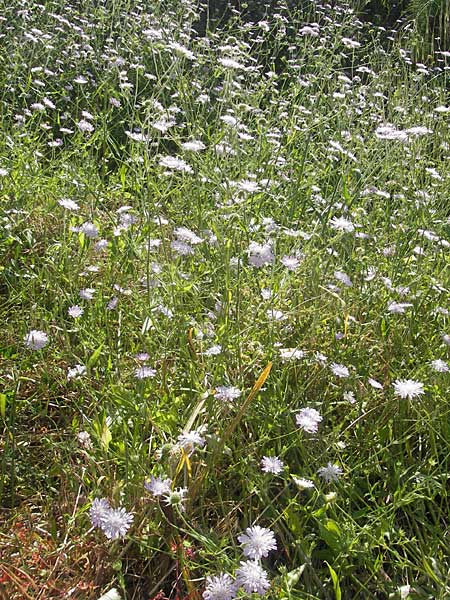 Knautia integrifolia \ Einjhrige Witwenblume / Whole-Leaved Scabious, Korsika/Corsica Porto 28.5.2010