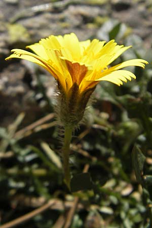 Hypochaeris robertia \ Roberts Ferkelkraut / Robert's Cat's-Ear, Korsika/Corsica Lac de Nino 27.5.2010