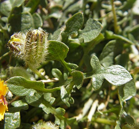 Hypochaeris robertia \ Roberts Ferkelkraut, Korsika Lac de Nino 27.5.2010