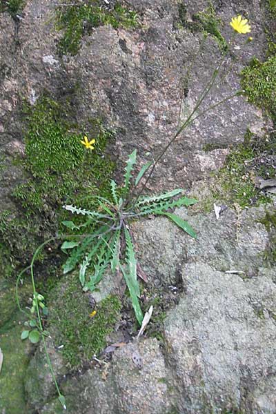 Crepis leontodontoides \ Italienischer Pippau, Korsika Porto 29.5.2010