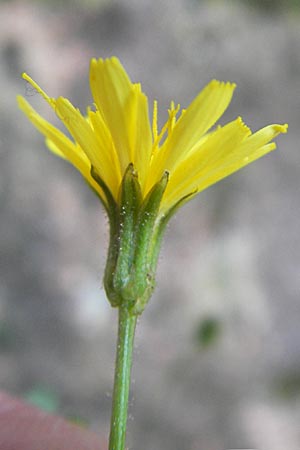 Crepis leontodontoides / Italian Hawk's-Beard, Corsica Porto 29.5.2010