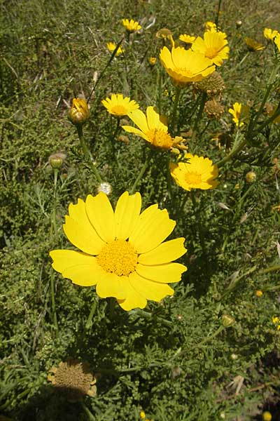 Glebionis segetum \ Saat-Wucherblume, Saat-Goldblume, Korsika Bonifacio 1.6.2010