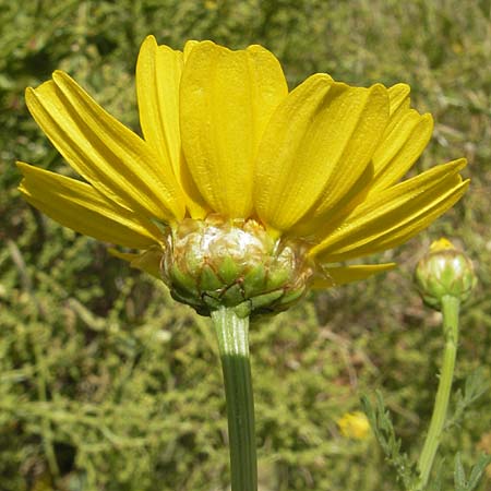 Glebionis segetum / Corn Marygold, Corsica Bonifacio 1.6.2010