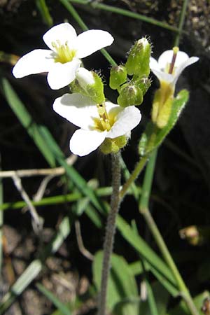 Arabis alpina subsp. alpina \ Alpen-Gnsekresse, Korsika Monte Cinto 25.5.2010