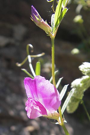 Vicia angustifolia \ Schmalblttrige Futter-Wicke / Narrow-Leaved Vetch, Korsika/Corsica Asco 25.5.2010