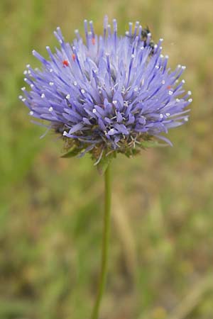 Jasione laevis \ Ausdauerndes Sandglckchen, Korsika Sartene 31.5.2010