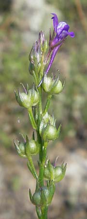 Linaria pelisseriana \ Schlundhckriges Leinkraut, Korsika Scala di Santa Regina 27.5.2010