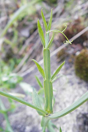 Lathyrus articulatus \ Glieder-Platterbse / Jointed-Podded Pea, Korsika/Corsica Speloncato 24.5.2010