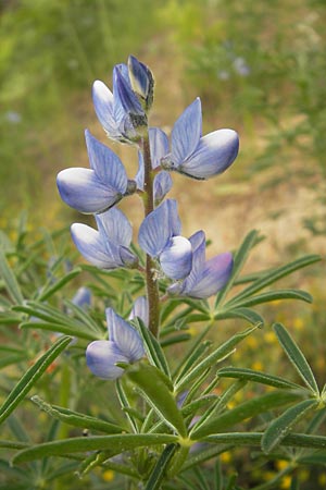 Lupinus angustifolius \ Schmalblttrige Lupine / Narrow-Leaved Lupin, Korsika/Corsica Zonza 2.6.2010