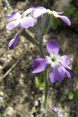 Matthiola tricuspidata / Three-Horned Stock, Corsica Tizzano 31.5.2010