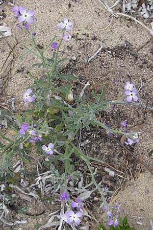 Matthiola tricuspidata \ Dreihrnige Levkoje, Korsika Tizzano 31.5.2010