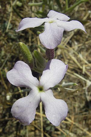 Matthiola sinuata \ Gebuchtete Levkoje / Sea Stock, Korsika/Corsica Porto Vecchio 3.6.2010