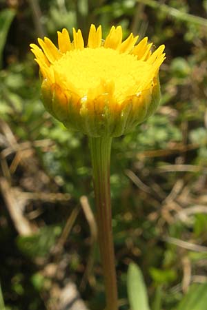Coleostephus myconis \ Kranz-Wucherblume / Yellow Daisy, Korsika/Corsica L'Ile-Rousse 24.5.2010