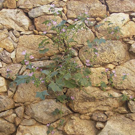 Malva multiflora \ Kretische Strauchpappel / Small Tree Mallow, Cretan Hollyhock, Korsika/Corsica Speloncato 24.5.2010