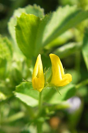 Medicago truncatula \ Gestutzter Schneckenklee, Starkdorniger Schneckenklee / Barrel Medick, Korsika/Corsica Col de Teghime 23.5.2010