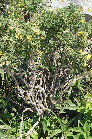 Coronilla valentina \ Valencia-Kronwicke, Strauch-Kronwicke, Korsika Speloncato 24.5.2010