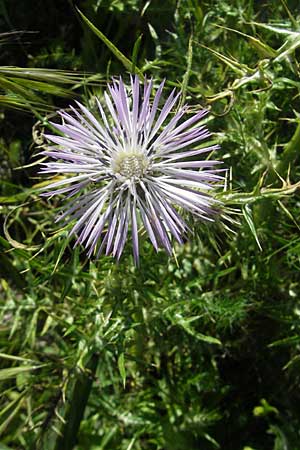 Galactites tomentosa \ Milchfleck-Distel, Korsika Col de Teghime 23.5.2010